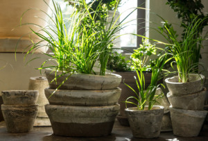 Green plants in old clay pots